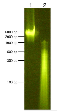 FIGURE 1.png