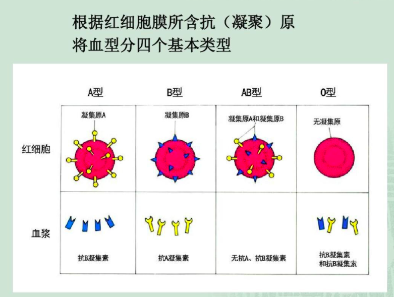 红细胞.png