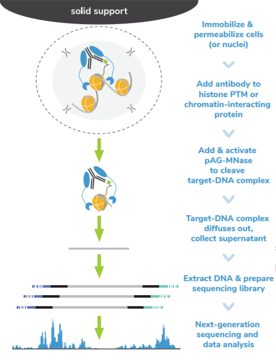 ChIP-seq.png