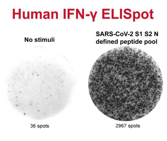 人干扰素γ.png 人干扰素γ.png