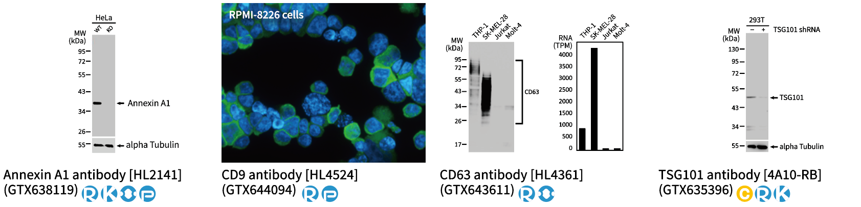外泌体科研抗体